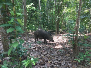 The island is also home to wild boar!